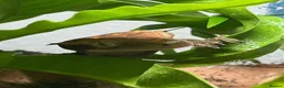 Gecko reptiles for sale: 4 Year Old Female Crested Gecko  in Peterborough - Advert 4