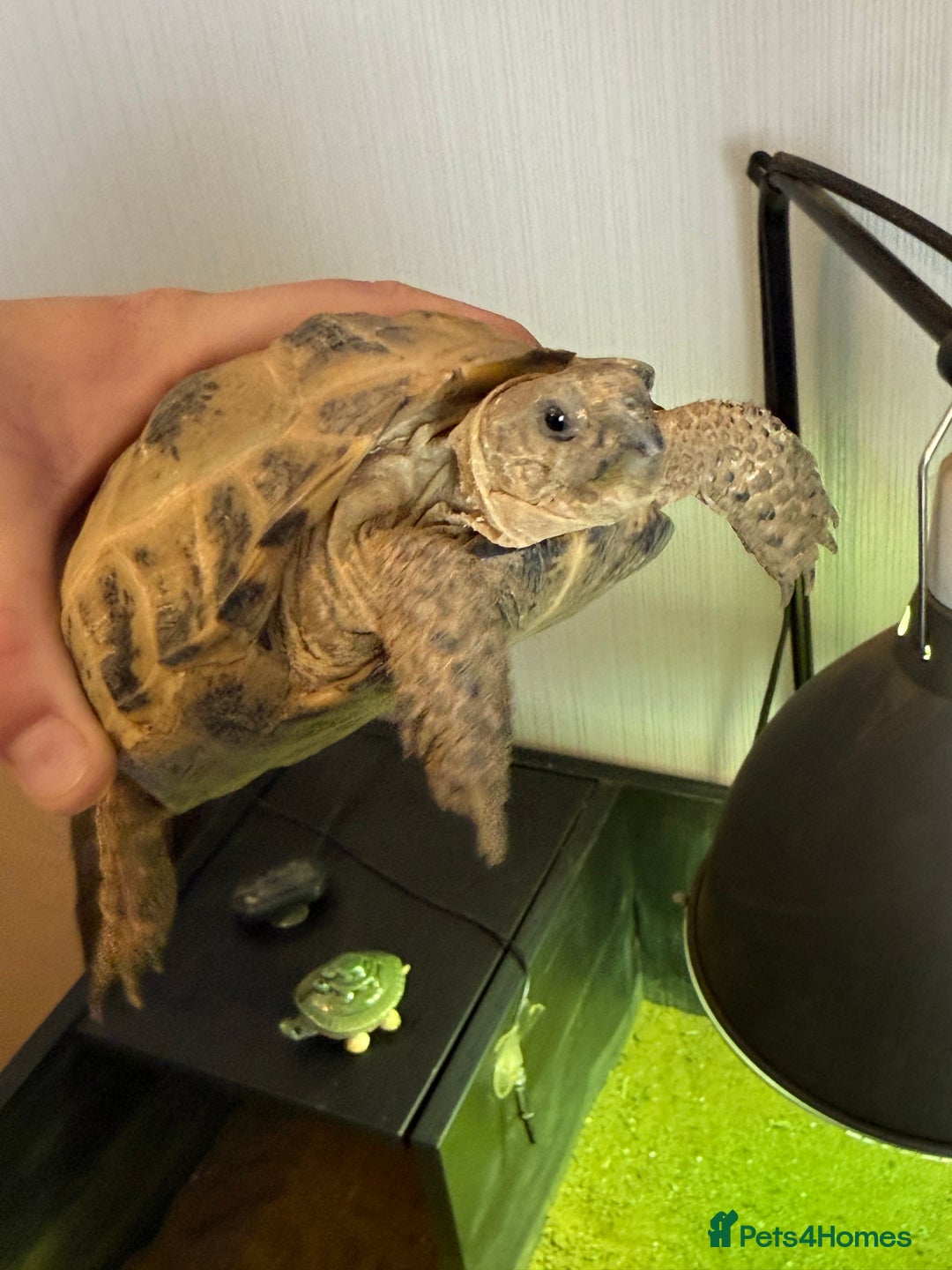 Tortoise reptiles for sale: 2x Female horsefield tortoise   - Image 3