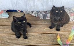 Mixed Breed cats for sale: Ready for forever homes NOW - Image 9
