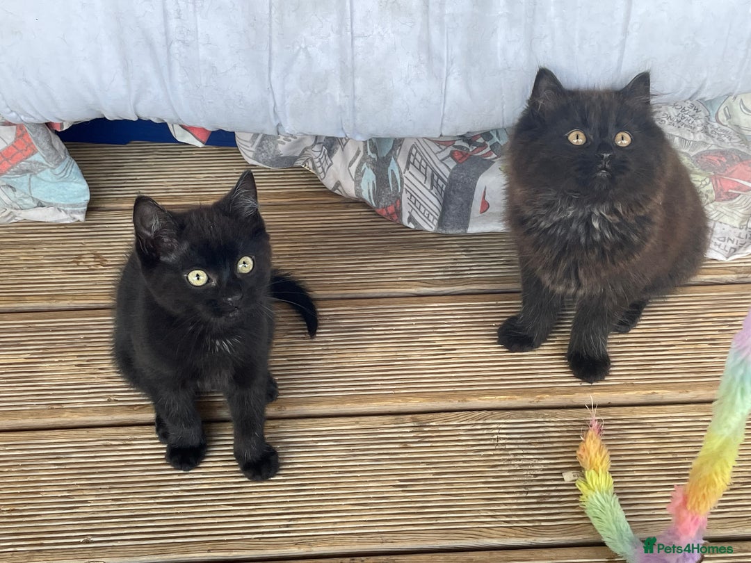 Mixed Breed cats for sale: Ready for forever homes NOW - Image 9