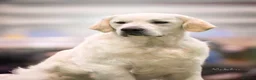 Golden Retriever dogs for sale: Beautiful Golden Retriever Puppies available  - Advert 3