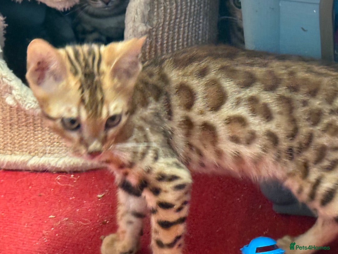 Bengal cats for sale: Bengal kittens stunning litter ready now boys girl - Image 9