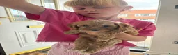 Cockapoo dogs for sale: Cockapoos  - Advert 6