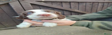 English Springer Spaniel 3