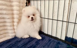 Pomeranian dogs for sale: 🐾✨ Rare White Extra Tiny Size Pomeranian Puppies  - Image 3