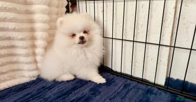 Pomeranian dogs - Advert 4