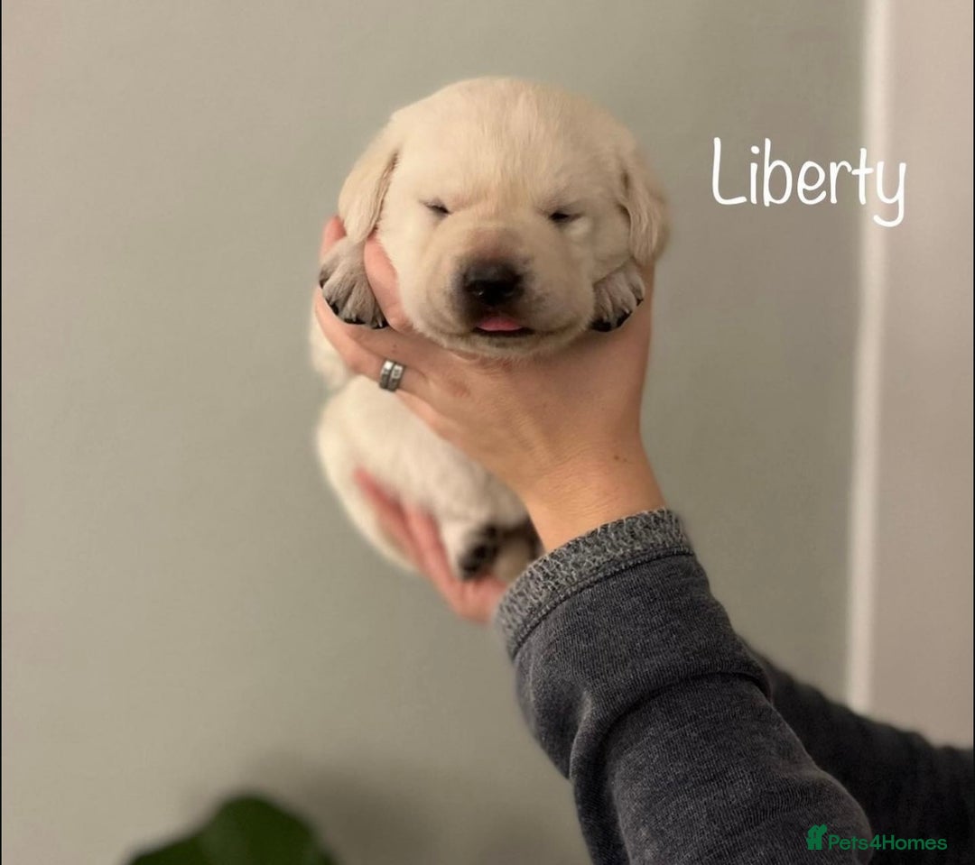 Labrador Retriever dogs for sale: Cream Labrador Retrievers !!! - Image 7