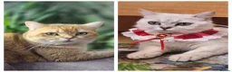 British Shorthair cats for sale: British Shorthairs  - Advert 24