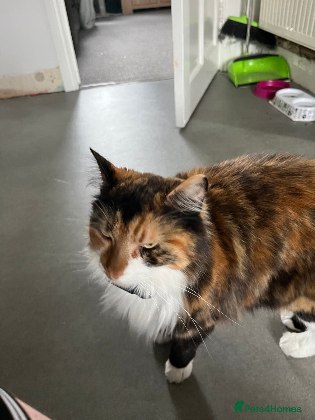 Mixed Breed cats for sale: Approx 5/6 year old Tabby & Half Bengal Cross Cats - Image 6
