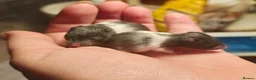 Hamster rodents for sale: Baby Syrian Hamsters ready for homes 20th October - Advert 4