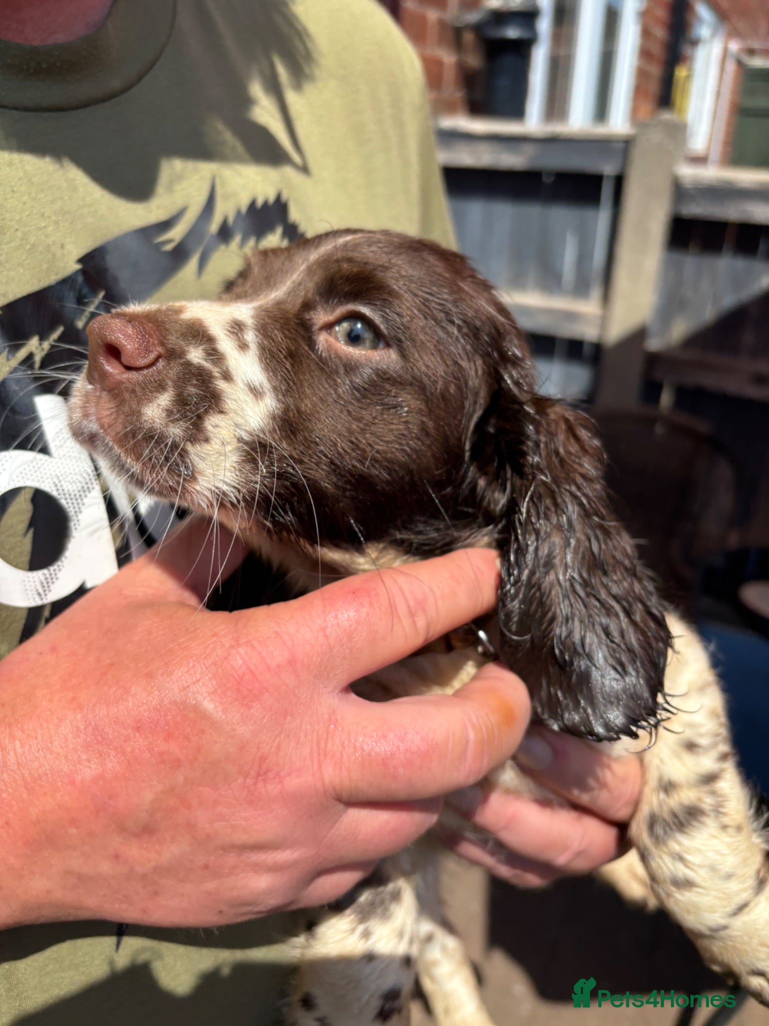 Sprocker dogs Beautiful litter of sprocker pups - Advert 2
