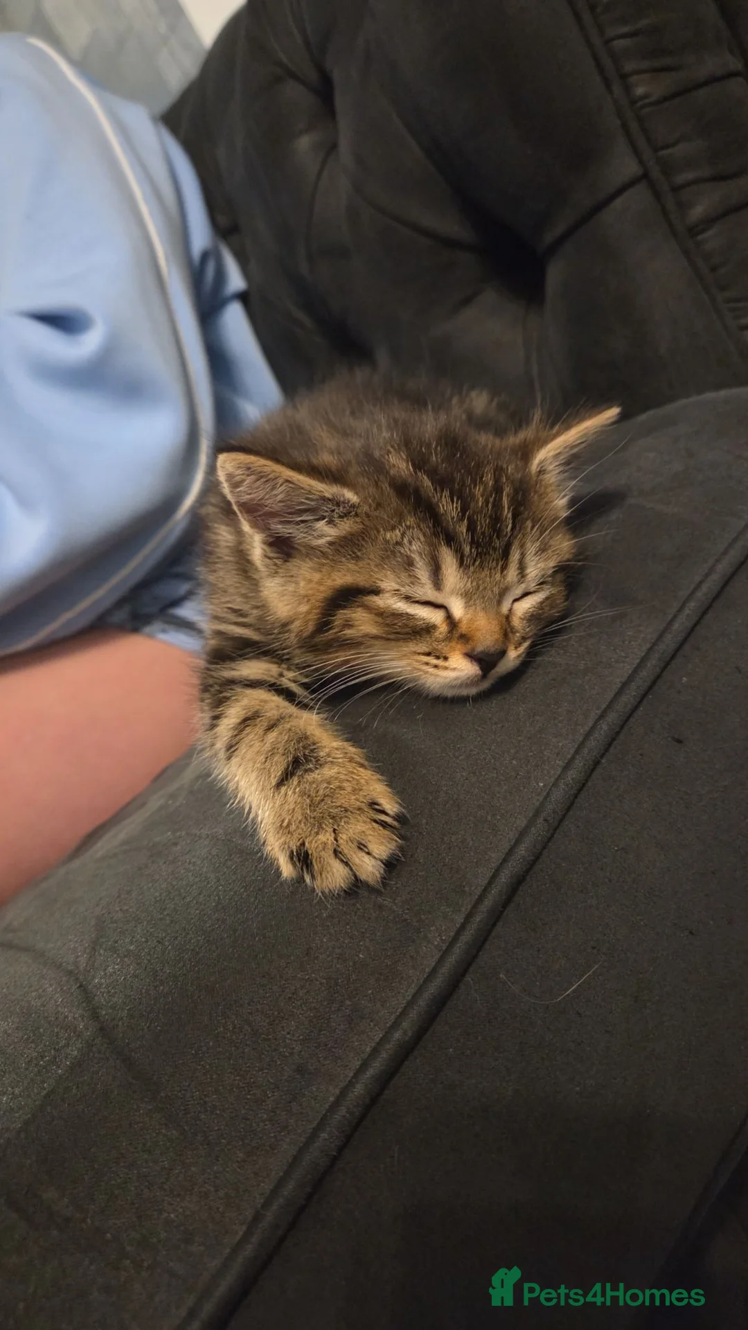 Mixed Breed cats for sale: 3 gorgeous kittens for sale - Advert 7
