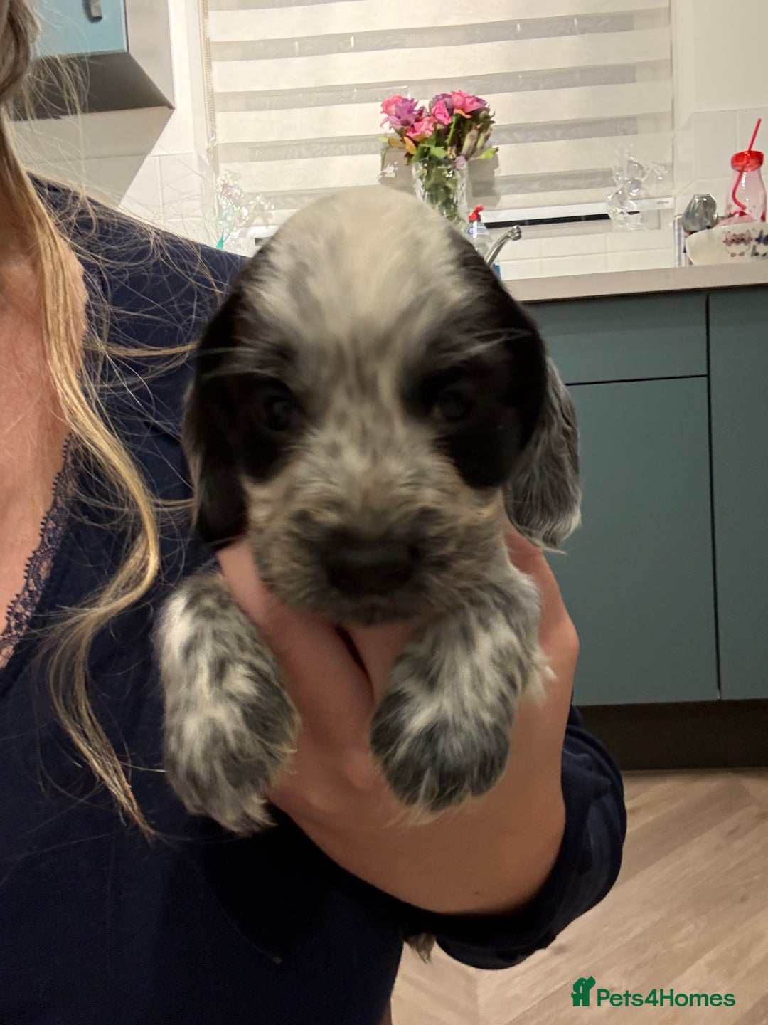 Cocker Spaniel dogs for sale: Adorable cocker spaniel puppies  - Advert 14