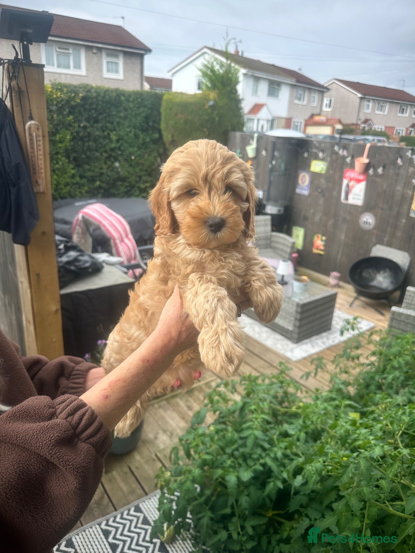 Cockapoo dogs READY Today Cockerpoo puppies F1B - Advert 11