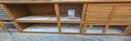 Ferret rodents for sale: Pair of Gills, tame sisters and full setup  - Advert 2