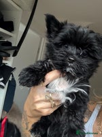 Yorkshire Terrier dogs Yorkshire terrier Black Biewer Ready To Leave ❣️❣️ - Advert 1