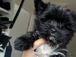 Yorkshire Terrier dogs Yorkshire terrier Black Biewer Ready To Leave ❣️❣️ - Advert 2