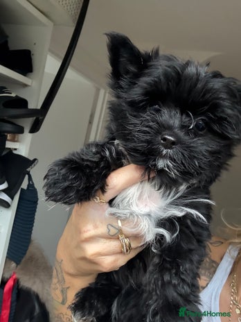 Yorkshire Terrier dogs Yorkshire terrier Black Biewer Ready To Leave ❣️❣️ - Advert 2