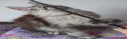 Maine Coon cats for sale: HCM/PKDef/SMA clear TICA silvers poly/non poly  - Advert 34