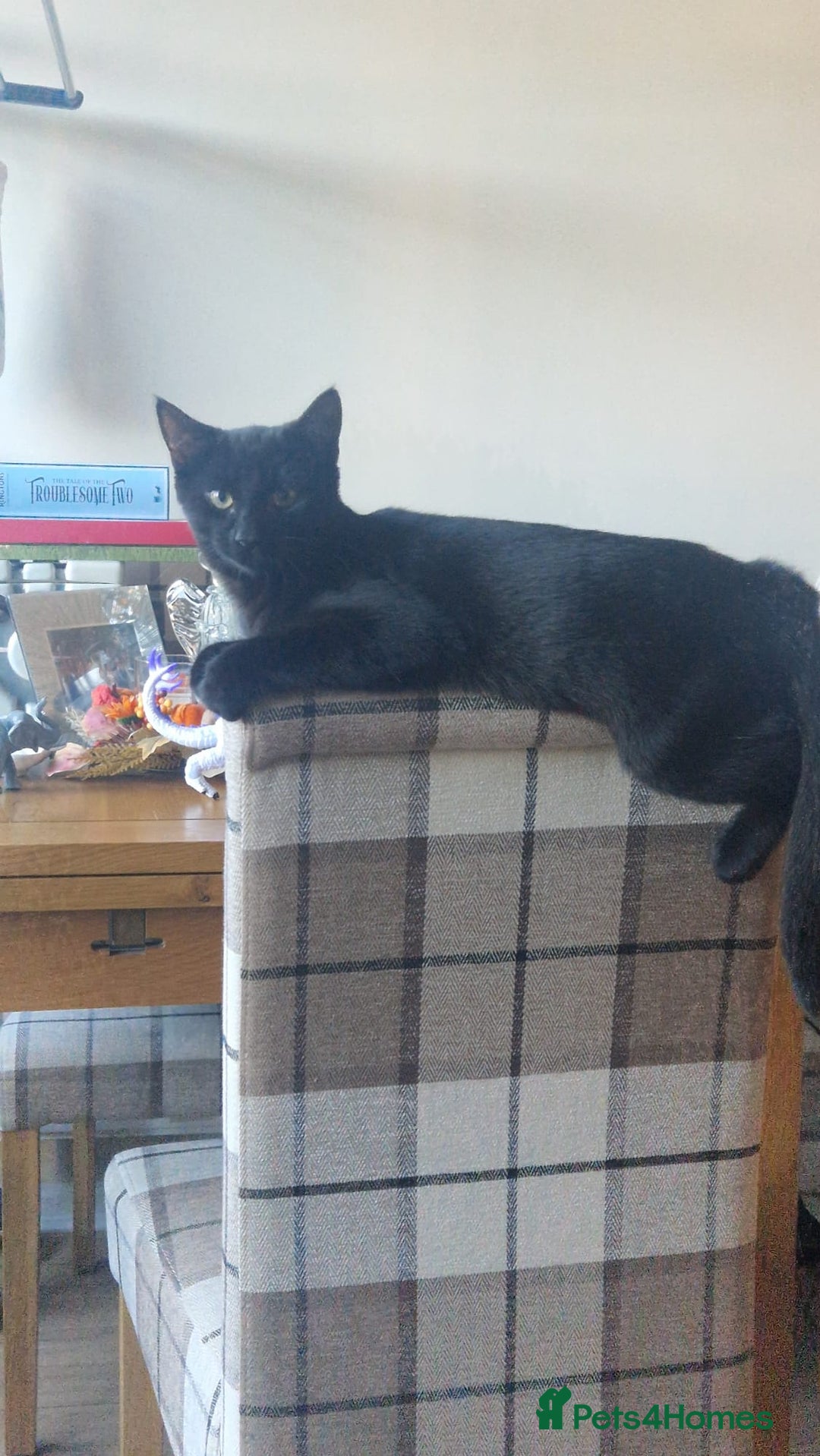 Domestic Shorthair cats for sale: 7 month old Male Domestic | looking for new home - Advert 1