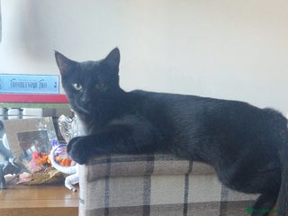 Domestic Shorthair cats 7 month old Male Domestic | looking for new home - Advert 1