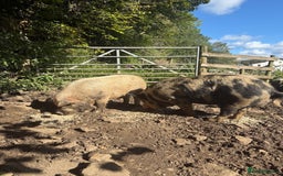 Pig livestock for sale: Kune Kune male - Image 5