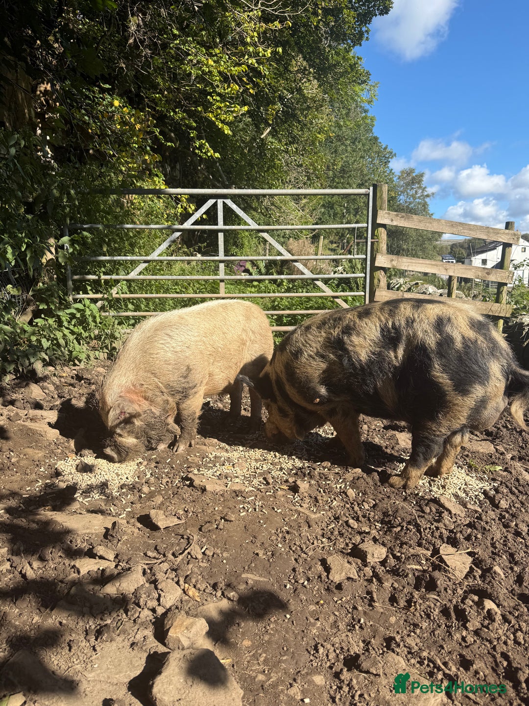 Pig livestock for sale: Kune Kune male - Image 5