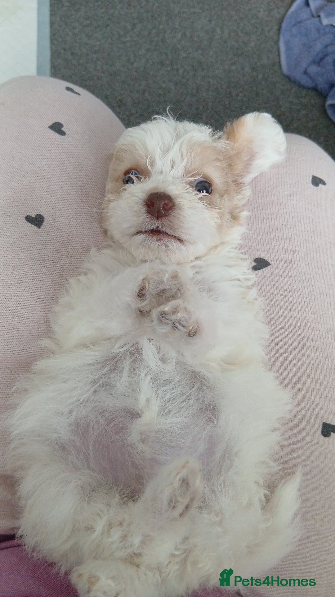 Mixed Breed dogs for sale: Springerpoo puppy  - Advert 22