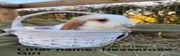Mini Lop rabbits for sale: Mini Lop bunnies  - Advert 17