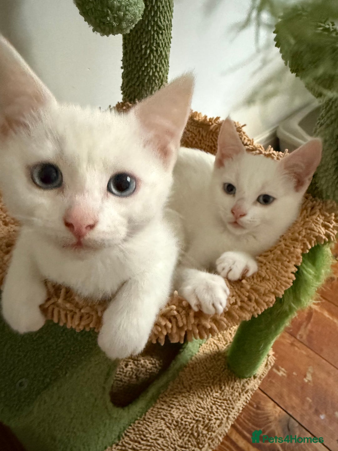 Turkish Angora cats for sale: 3 beautiful kittens for sale  - Advert 7