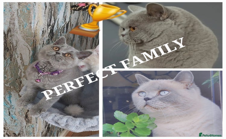British Shorthair cats in Dudley - Advert 4