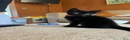 Mixed Breed cats for sale: Two beautiful black kittens  in Bracknell - Advert 5