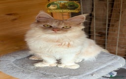 Maine Coon cats for stud: High Red Smoke 66/66 Polydactyl European line - Image 3