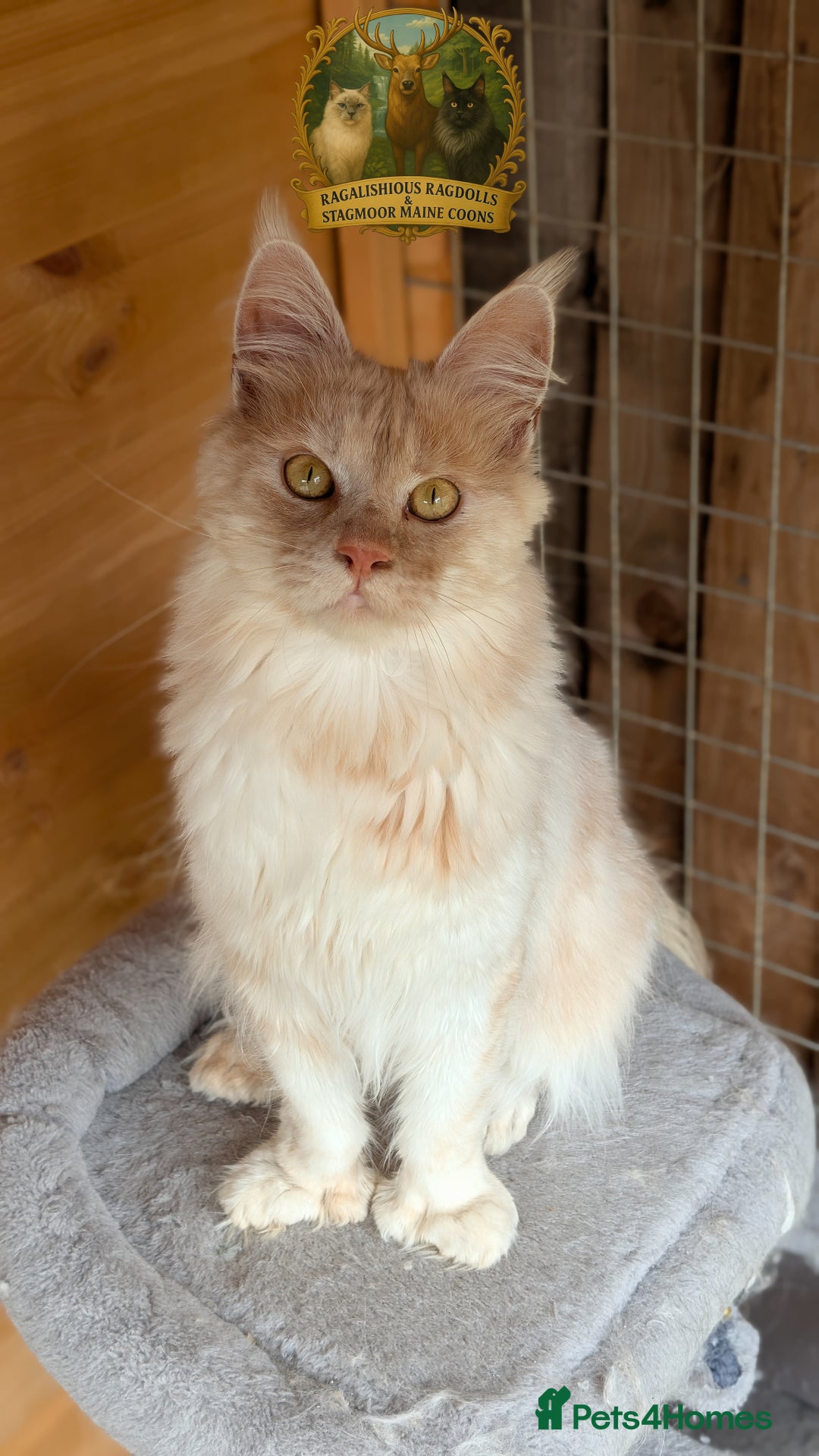 Maine Coon cats for stud: High Red Smoke 66/66 Polydactyl European line - Image 3