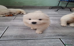 Samoyed dogs for sale: Beautiful Samoyed Puppies Ready Soon! - Advert 15