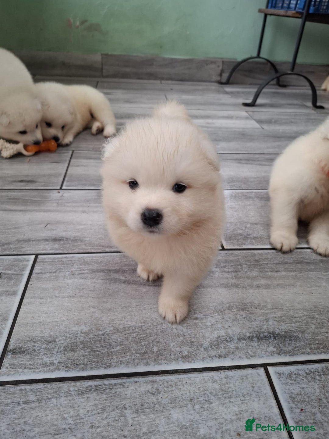 Samoyed dogs for sale: Beautiful Samoyed Puppies Ready Soon! - Advert 15