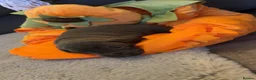 Dachshund dogs for sale: Beautiful little dachshund puppies  - Advert 12
