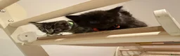 Domestic Shorthair cats for sale: Kittens - Advert 12
