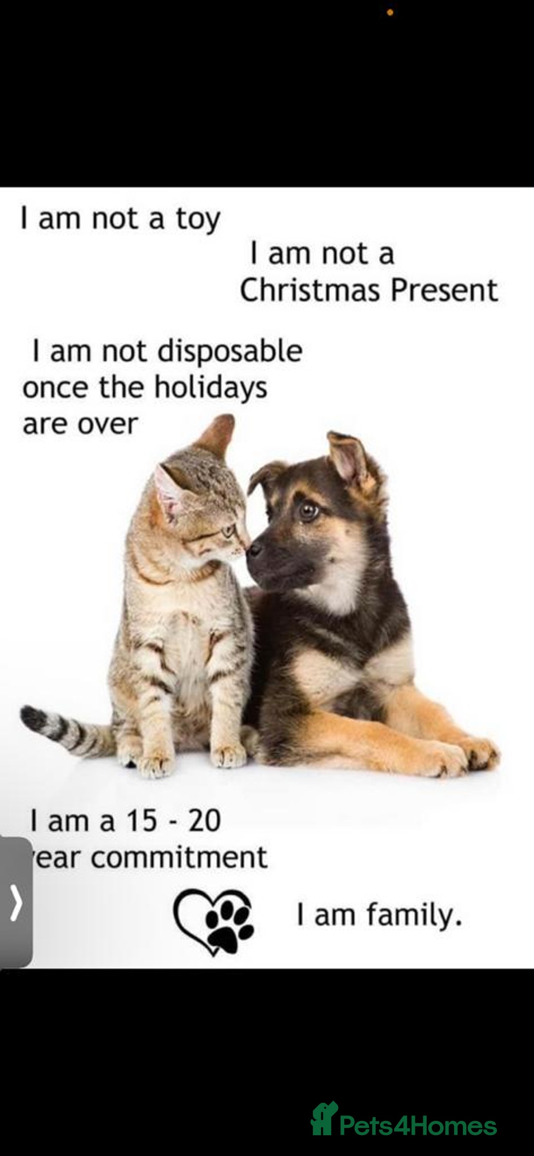 Maltipoo dogs for sale: F1 Beautiful Maltipoo Girls - Advert 13