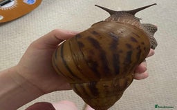 Snails invertebrates for sale: 4x African Land Snails, mixed breeds  - Image 3