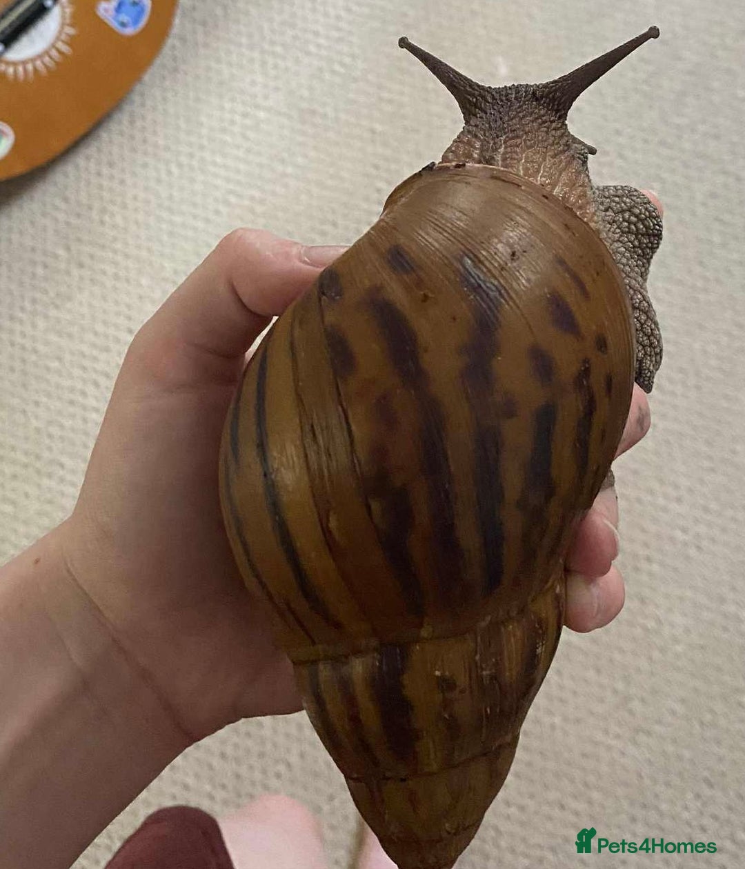 Snails invertebrates for sale: 4x African Land Snails, mixed breeds  - Image 3