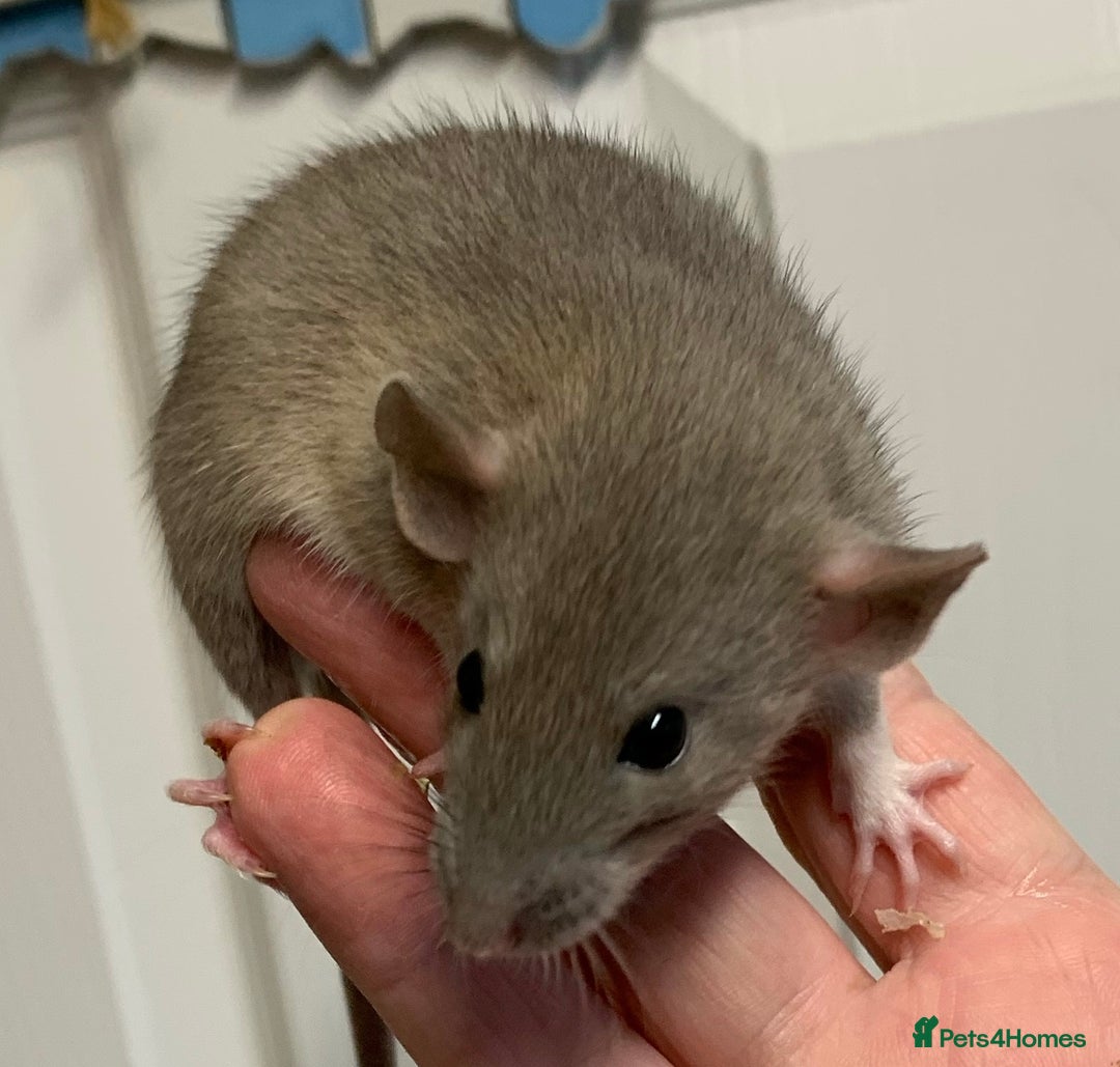 Rat rodents for sale: Beautiful tame fancy rats & mice - Advert 8