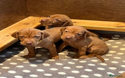Hungarian Vizsla dogs for sale: Wonderful puppies from mum with 0/0 hip score.  - Image 24
