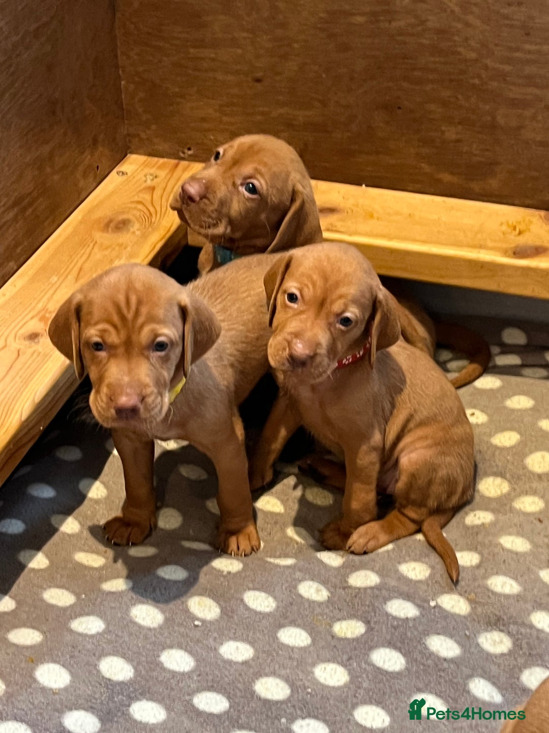 Hungarian Vizsla dogs for sale: Wonderful puppies from mum with 0/0 hip score.  - Image 24