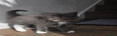 Maine Coon 2
