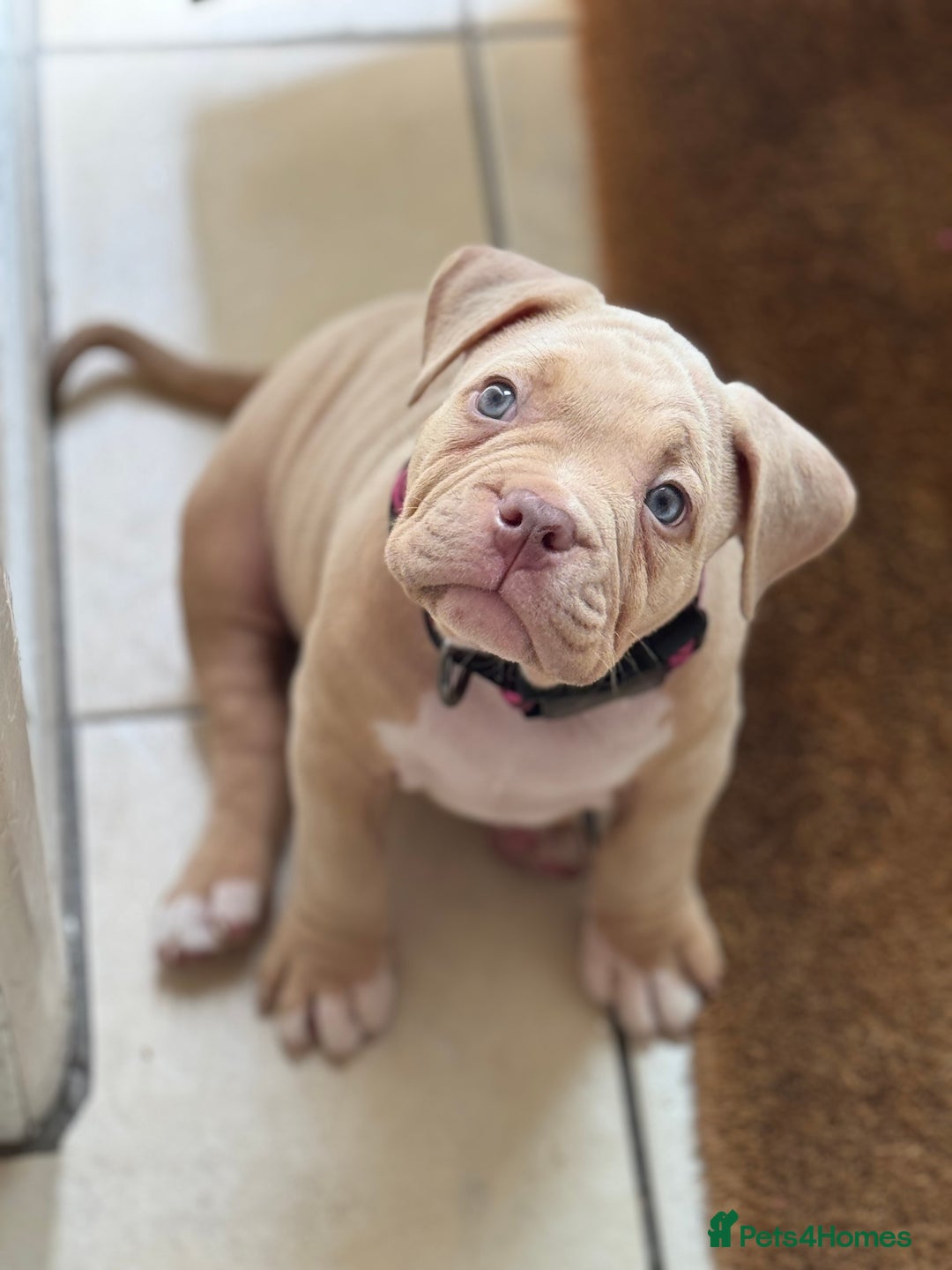 American Bully dogs for sale: Pocket bully female GREAT bloodline READY to leave - Image 9