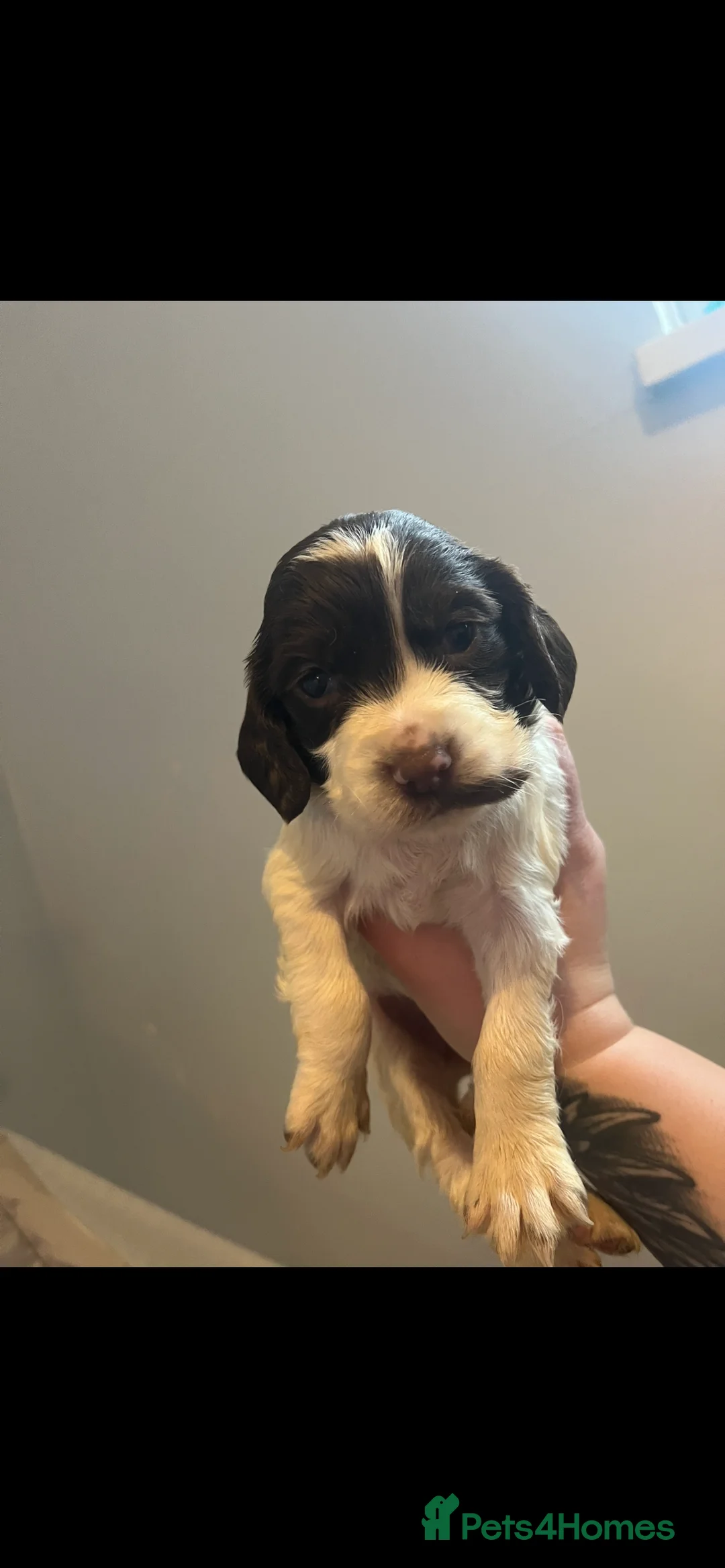 Cocker Spaniel dogs for sale: Beautiful cocker spaniel puppies - Advert 2