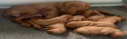 Hungarian Vizsla dogs for sale: Beautiful Hungarian Vizsla puppiesg vs in Richmond - Advert 6