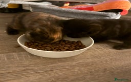 Mixed Breed cats for sale: 3 beautiful kittens  - Image 6