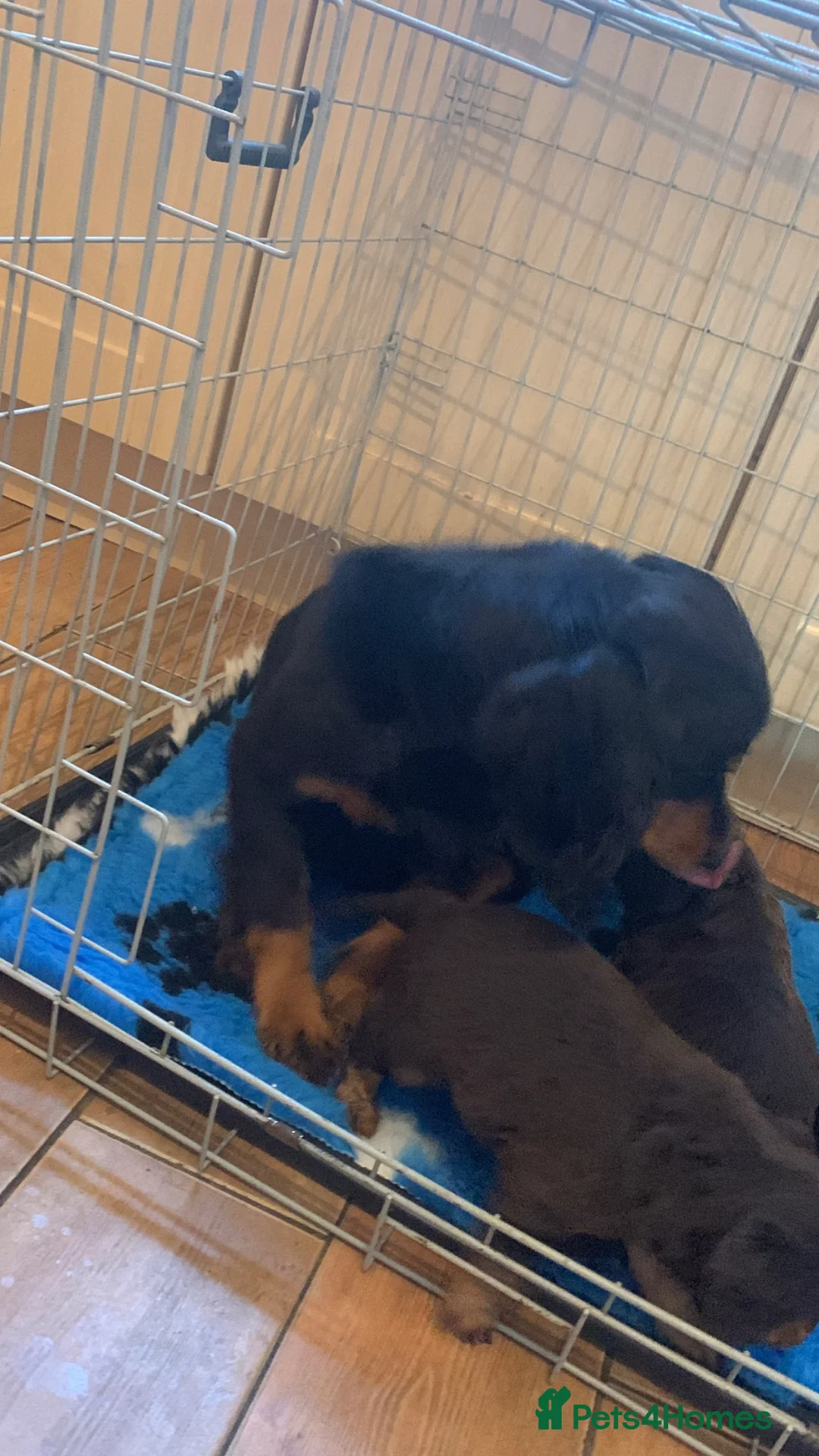 Cocker Spaniel dogs for sale: Beautiful Cockapoo puppies  - Advert 2